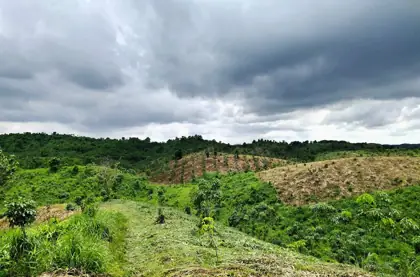 Rubber plantation project photo 4