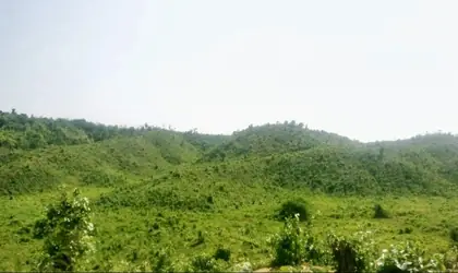 Rubber plantation project photo 8