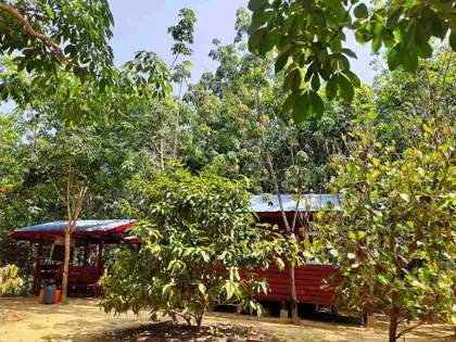 Rubber plantation project photo 10