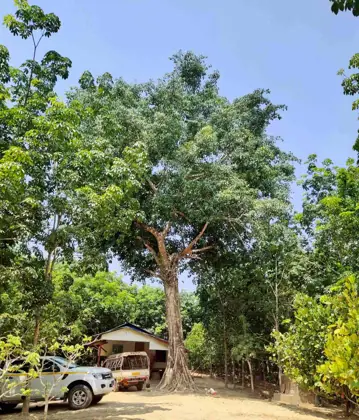 Rubber plantation project photo 12