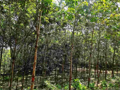Rubber plantation project photo 13